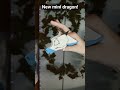 New Dragon Dragon Art Paperart Paperdragon Dragonpuppet Papercrafts Dragonartist Fyp