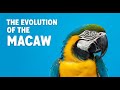 The Evolution Of The Macaw