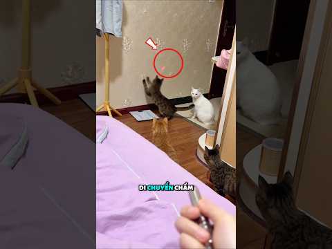 Cô gái này tìm ra cách tắt đèn mà không cần xuống giường 🤯