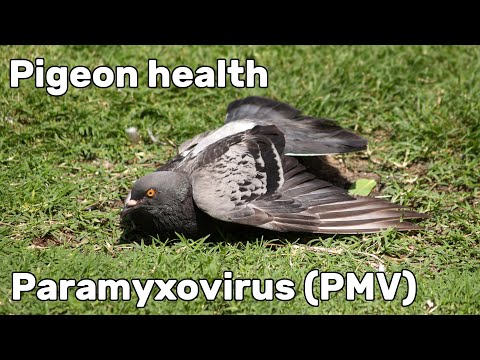 , title : 'Pigeon Paramyxovirus (PMV-1) - Pigeon Health Episode #2'