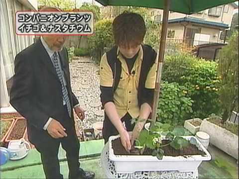 野菜、ハーブ、花の中でイチゴに最適なコンパニオンプランツは何ですか?  庭園