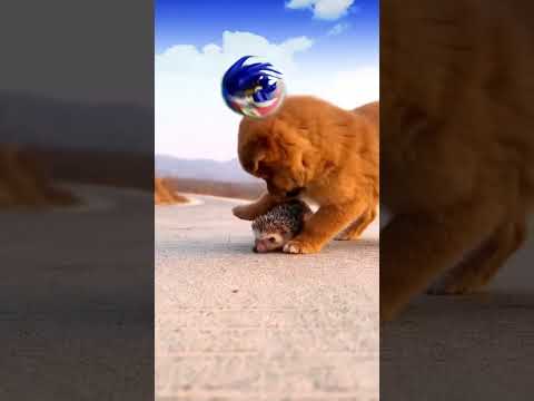 Sonic saves a hedgehog