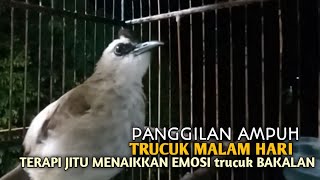 Download lagu Trucuk BETINA memanggil Jantan Suara Birahi Ngecuplik 100% pancingan trucukan gacor agar BUNYI EMOSI mp3