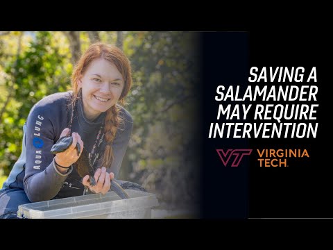 Saving a salamander may require human intervention
