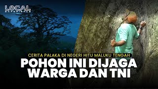 Pohon Palaka Inilah Pohon Paling Dilindungi Warga Hitu dan Kodam XVI Pattimura