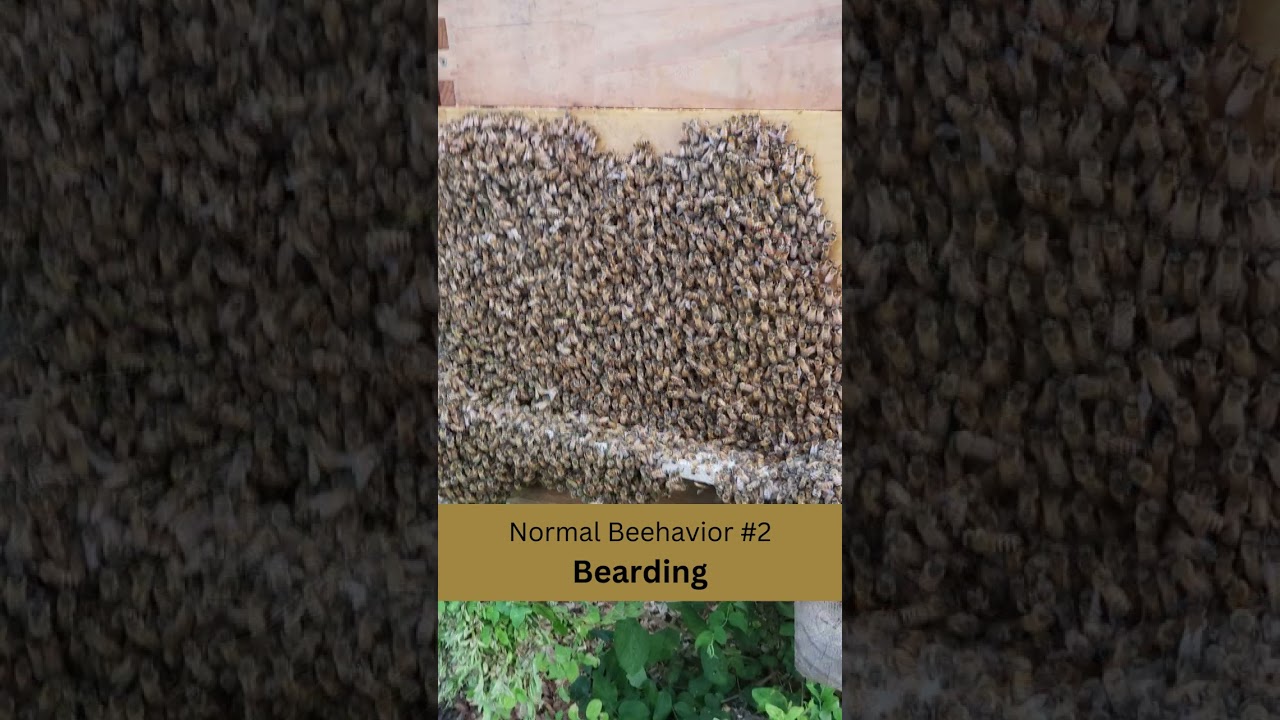 Normal Beehavior #2 Bearding