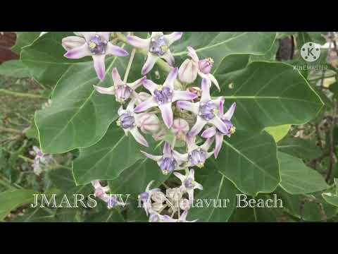 Beauty of Nintavur Beach (My Place)  in Ampara District of Srilanka by Eng M.F.Mowsoom - JMARS TV
