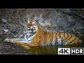 Tracking Tigers Of Bandhavgarh Unbelievable Sightings Every Day Part I Play In 4K