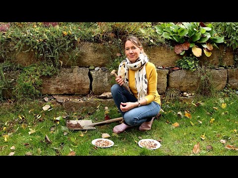 Mache mit! - Frühblüher als Insektenweide im Herbst pflanzen