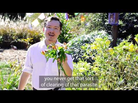 Eric, milkweed dos and don'ts