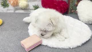 マルチーズの動画01