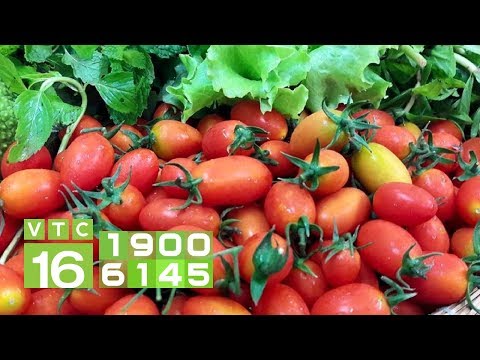 , title : 'Diệt rệp muội gây hại cây cà chua nhanh chóng | VTC16'