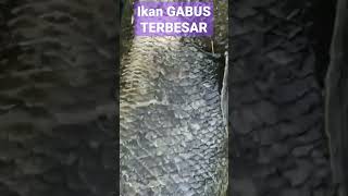 Download lagu ikan gabus raksasa mp3