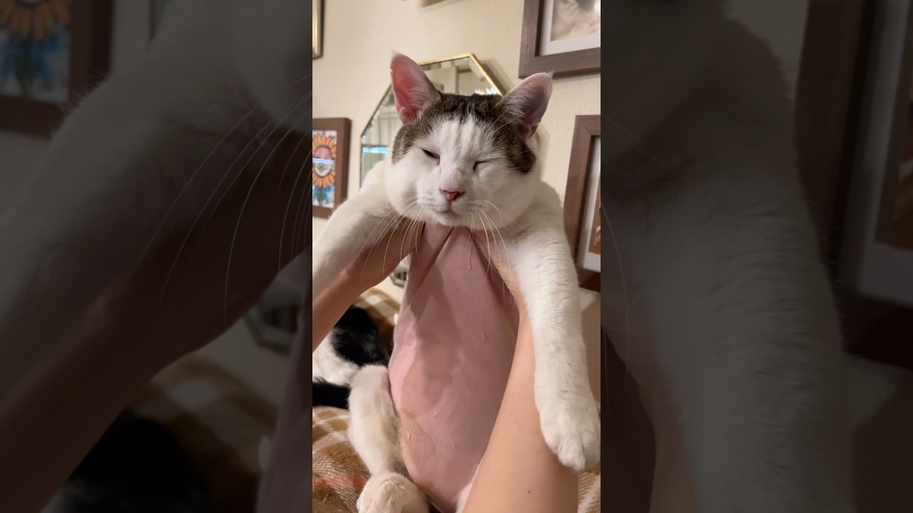 寝起き５秒の猫