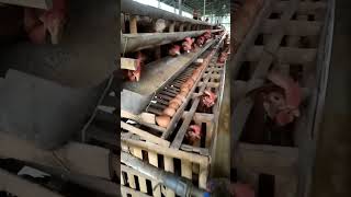 Download lagu budidaya ayam petelur#shortsvideo mp3