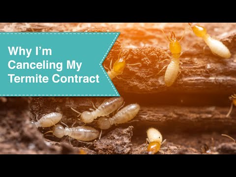 Why I'm Canceling My Termite Contract
