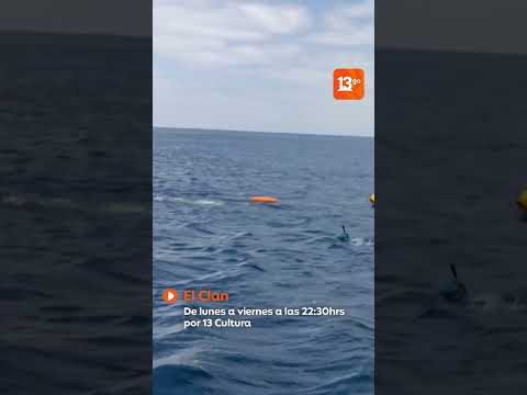 Pangal y sus primos bucean en Juan Fernández.