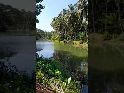 #beautifulscenery #puzha  || Suja Pavithran #shorts