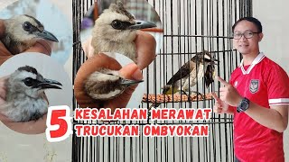 Download lagu PANTAS SAJA TRUCUKAN OMBYOK TIDAK MAU GACOR DAN ROPEL, CEK KESALAHANNYA BUAT PEMULA! mp3