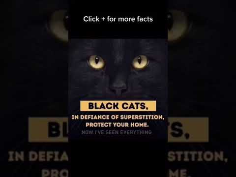 Facts you didn't know about black cats 🐈‍⬛