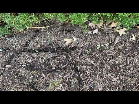 Serious Vole Problem in Millstone, NJ