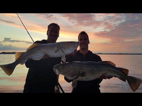 Hochseeangeln Hochseefischen Dänemark Spodsbjerg Langeland Dorsch Ostsee Øresund Lystfyskeri Torsk