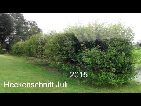 2015 07 15 Heckenschnitt
