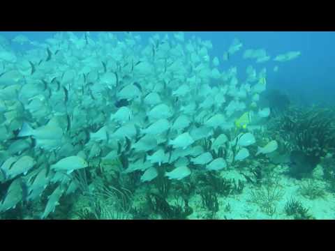 Playa Del Carmen  Reef Diver 2/13/2018
