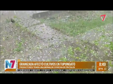 Fuerte GRANIZADA afectó VIÑEDOS y FRUTALES en Tupungato