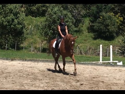 Windale Kura Working Equitation