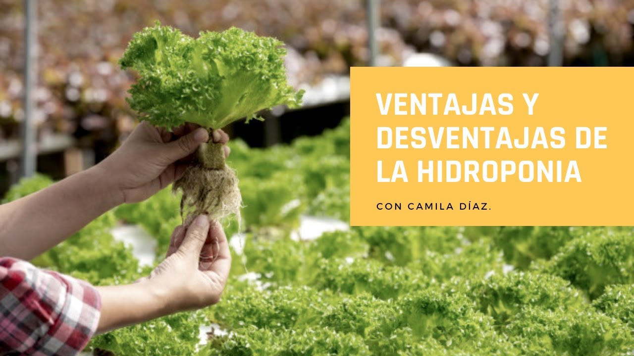 Ventajas y Desventajas de la Hidroponia.
