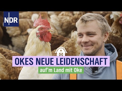 Okes nächstes Abenteuer: Hähnchen-Projekt auf Amrum | Folge 11 | Auf'm Land mit Oke | NDR