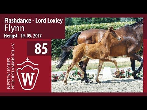 85 Flynn  Hengst v. Flashdance - Lord Loxley