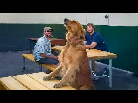 Des chiens idiots qui se contentent d'être... des chiens