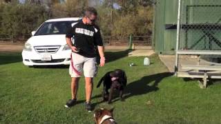 Sit Means Sit Dog Training San Diego - Immersion Board & Train