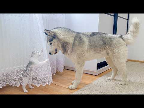 YouTube 썸네일