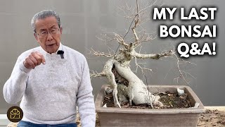 How to Care for Your Bonsai: Watering, Fertilizer, Root Work, Suppliers | Q&A