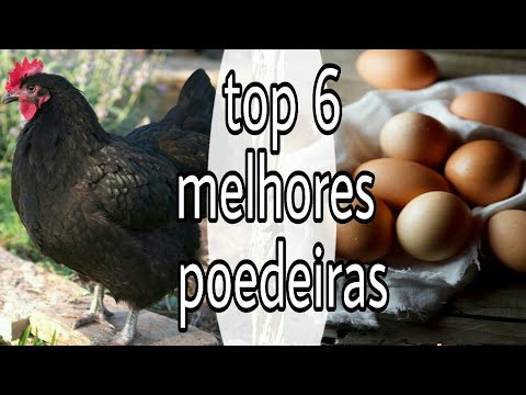 , title : 'Top 6 das melhores galinhas poedeiras'
