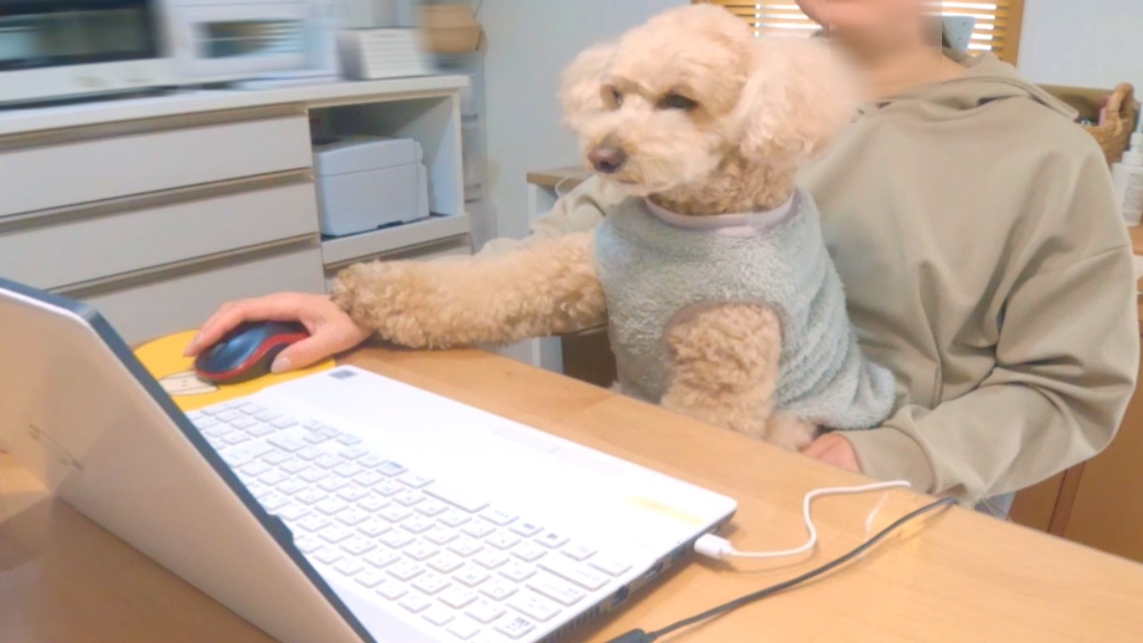 ママのお手伝いがしたい大きいトイプードルが愛おしすぎる【デカプー】【トイプードルのロアくん】【toy poodle】