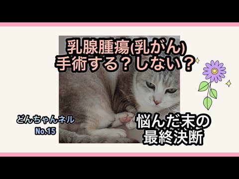 高齢猫の腫瘍 - 猫のリンパ腫