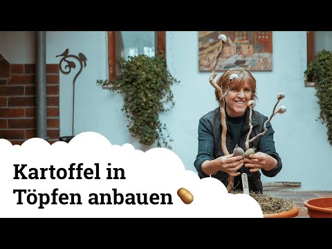 Wir pflanzen Kartoffeln in Töpfe und Säcke auf Balkon und Terrasse! 🥔🌱