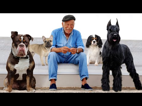 The 10 Best Dog Breeds For Seniors