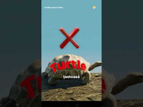 A aruncat o țestoasă de uscat într-un iaz.  #romania   #facts   #curiosidades   #fyp