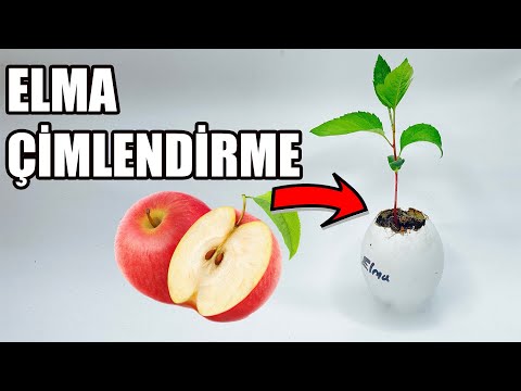 , title : 'Elma Çekirdeği Çimlendirme | Çekirdekten Elma Ağacına'