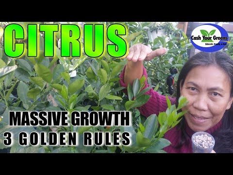 , title : 'HOW TO GROW CITRUS TREES WITH MASSIVE GROWTH / Growing Citrus 3 Rules / Bonus: Growing Citrus Indoor'