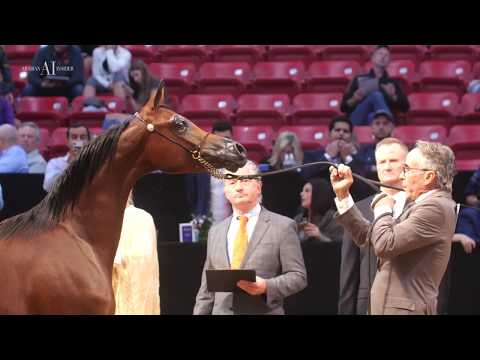 RHAN AL SHAHANIA   - Las Vegas 2019