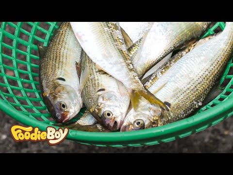 Sliced Raw Gizzard / Dokdo Kkotsaeu, Busan Korea / Korean Street Food / 전어회 / 부산 부평동 독도꽃새우