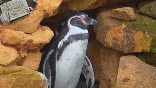 Zoo Landau in der Pfalz | Dr. Jens-Ove Heckel im Gespräch | Besucherme
