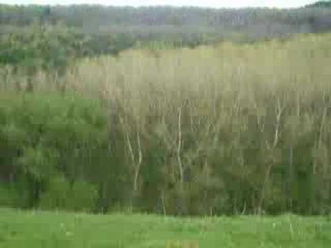 Plimbare Selgros -  Zamca prin padure (video 6/9 )