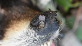Recycling at Work - Raccoon, Flies, and Ravenous Maggots